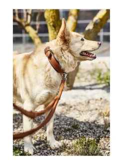 Amici kaulapanta + hihna setti - Konjakki