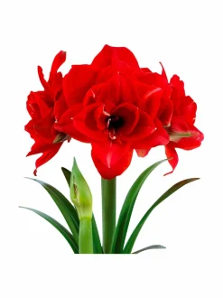 Cherry Nymph Amaryllis -kukkasipuli
