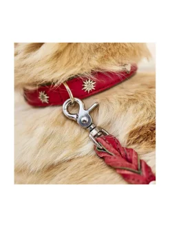 Edelweiss kaulapanta