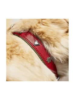 Edelweiss kaulapanta