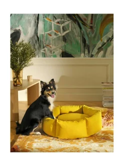 Koiranpeti Luoto Kanto x Kvadrat