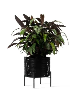 Kukkateline Ivo, M, Black