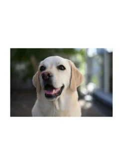 Nikon Nikkor Z 28-75mm f/2.8 -objektiivi