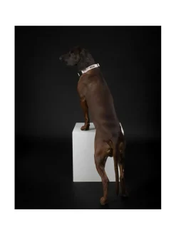 PAIKKA Glow Collar Pale Pink