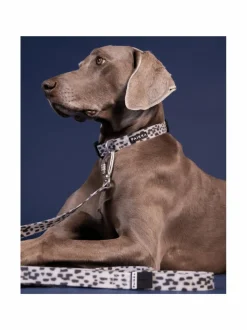 PAIKKA Glow Leash 2.0