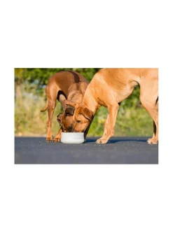 Rocky vuolukivi design ruokakulho - Harmaa