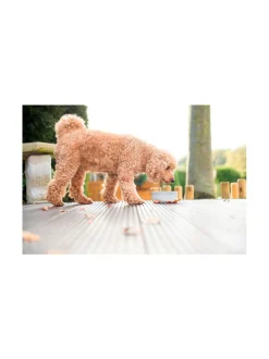 Rocky vuolukivi design ruokakulho - Harmaa