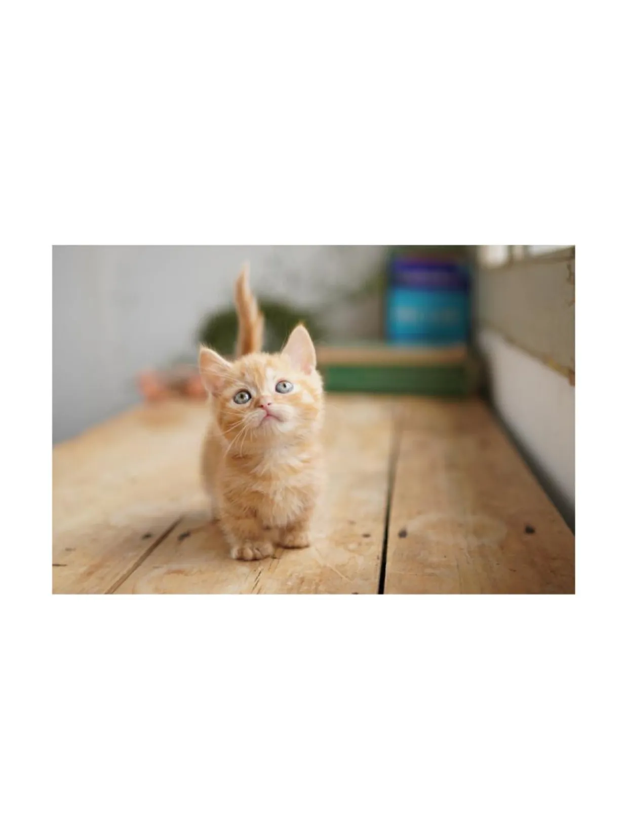 Sony FE 35mm f/1.8 -objektiivi